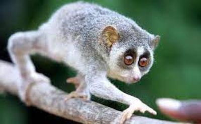 slow loris